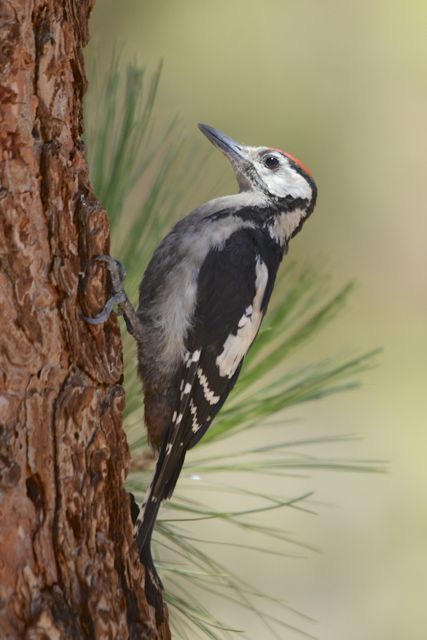 Great Spotted Woodpecker (Canarian) - Jacques Erard