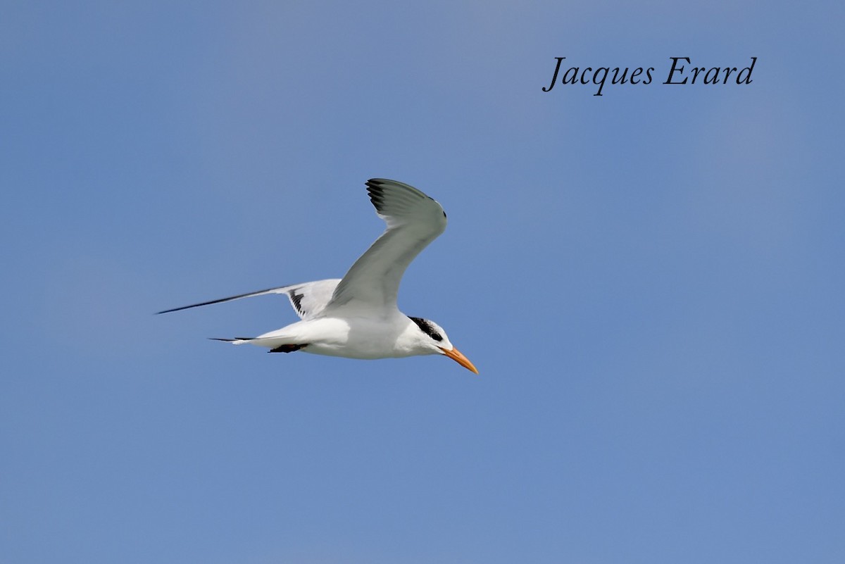 Royal Tern - Jacques Erard