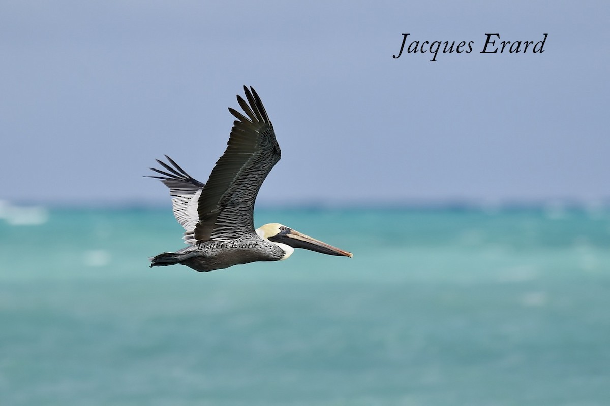 Brown Pelican (Southern) - Jacques Erard