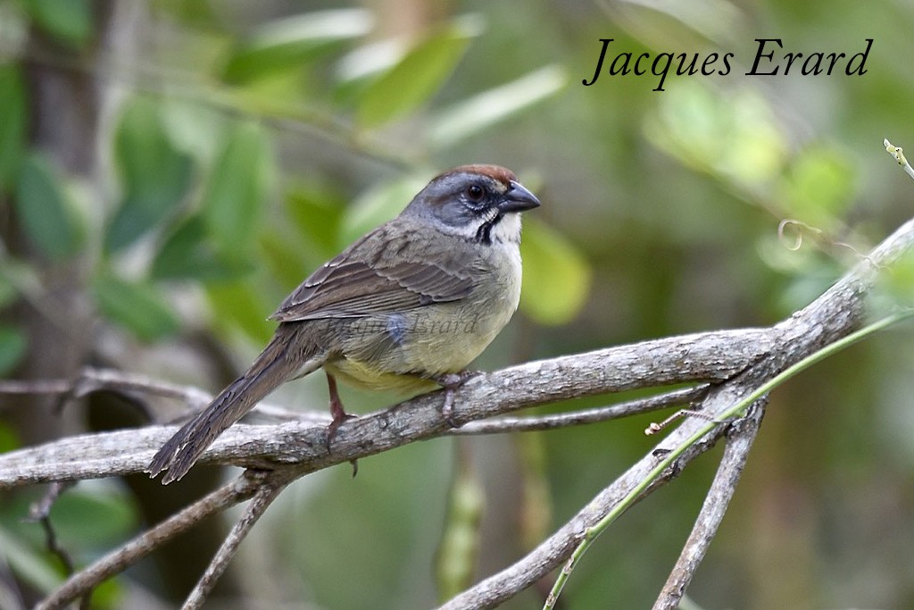 Zapata Sparrow - Jacques Erard