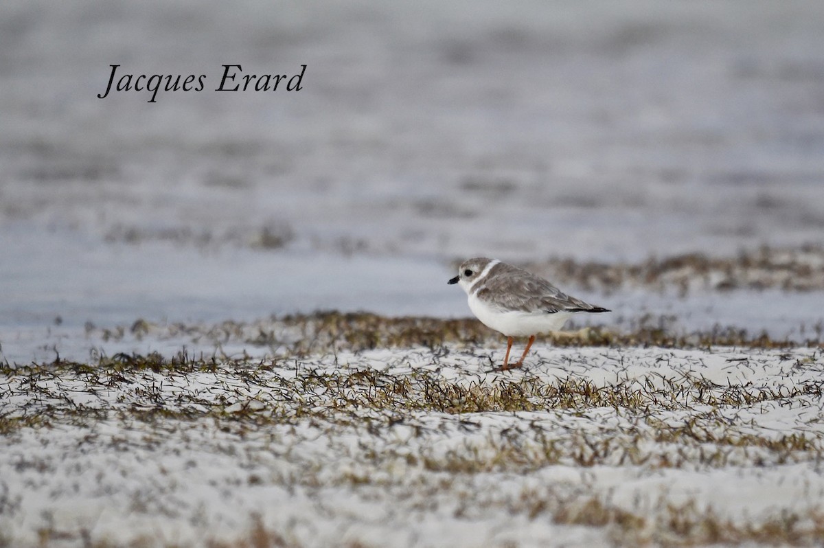 Piping Plover - Jacques Erard