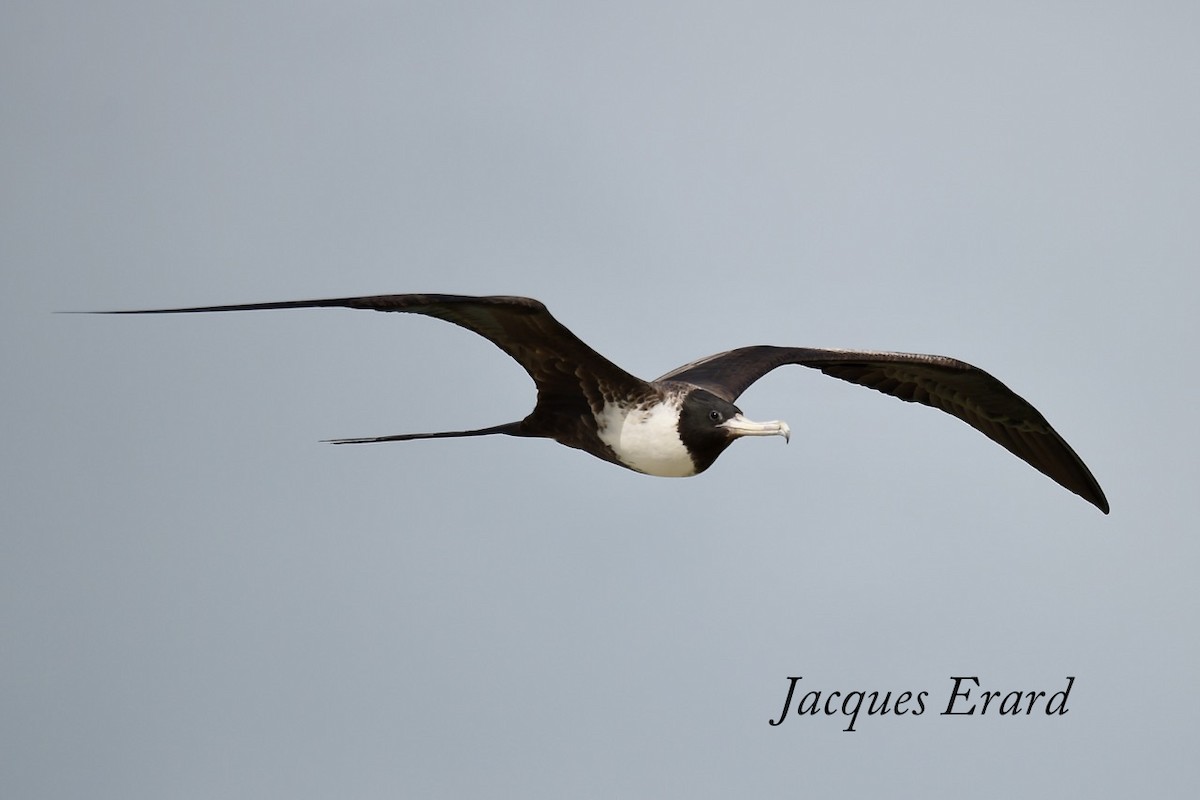 Magnificent Frigatebird - Jacques Erard