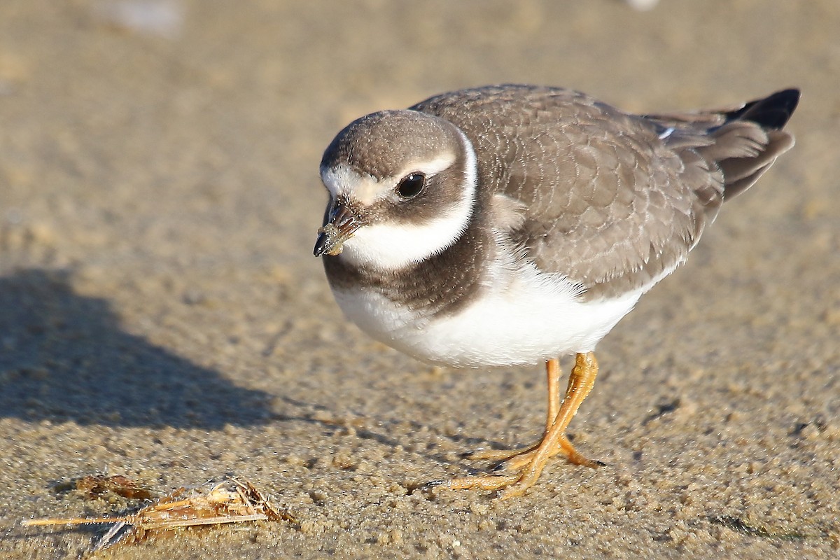 Common Ringed Plover - ML204494131