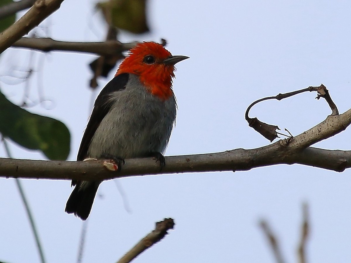 Scarlet-headed Flowerpecker - Bent Rønsholdt