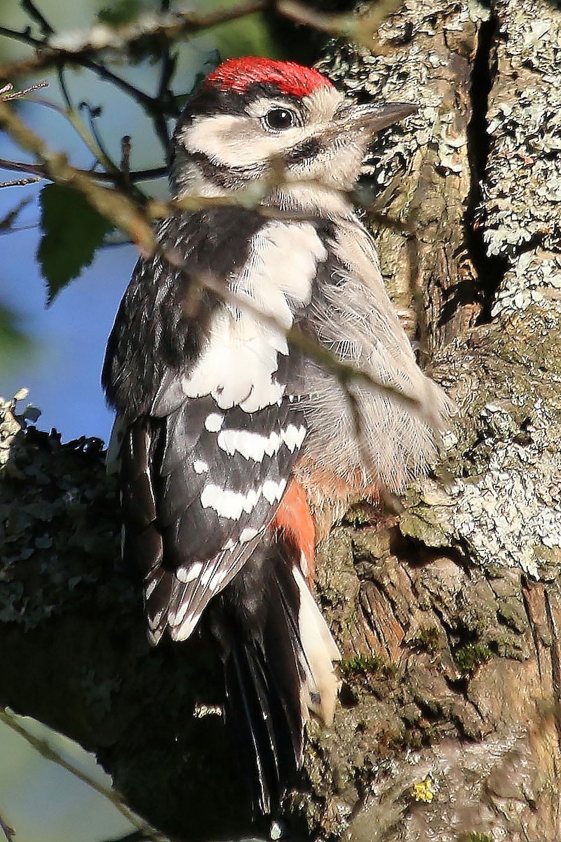 Great Spotted Woodpecker (Great Spotted) - Bent Rønsholdt