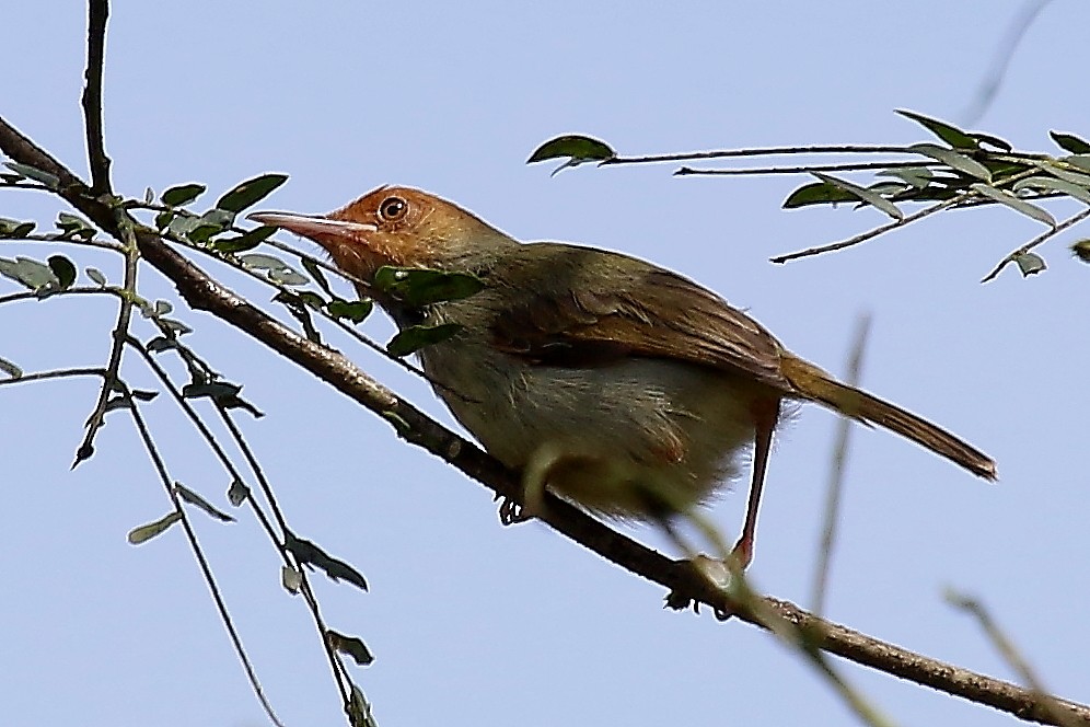 Olive-backed Tailorbird - Bent Rønsholdt
