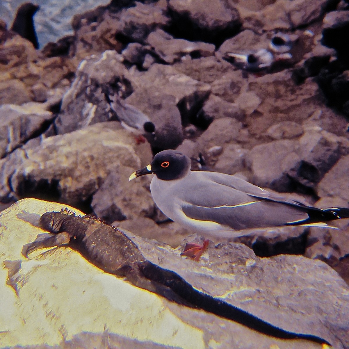 Swallow-tailed Gull - Erkki Lehtovirta
