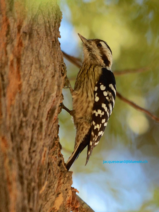 Gray-capped Pygmy Woodpecker - ML204495531