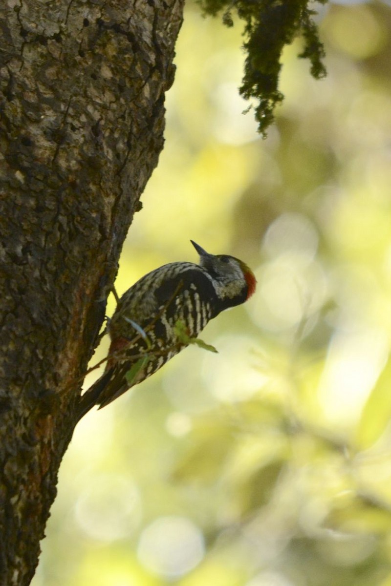 Brown-fronted Woodpecker - Jacques Erard