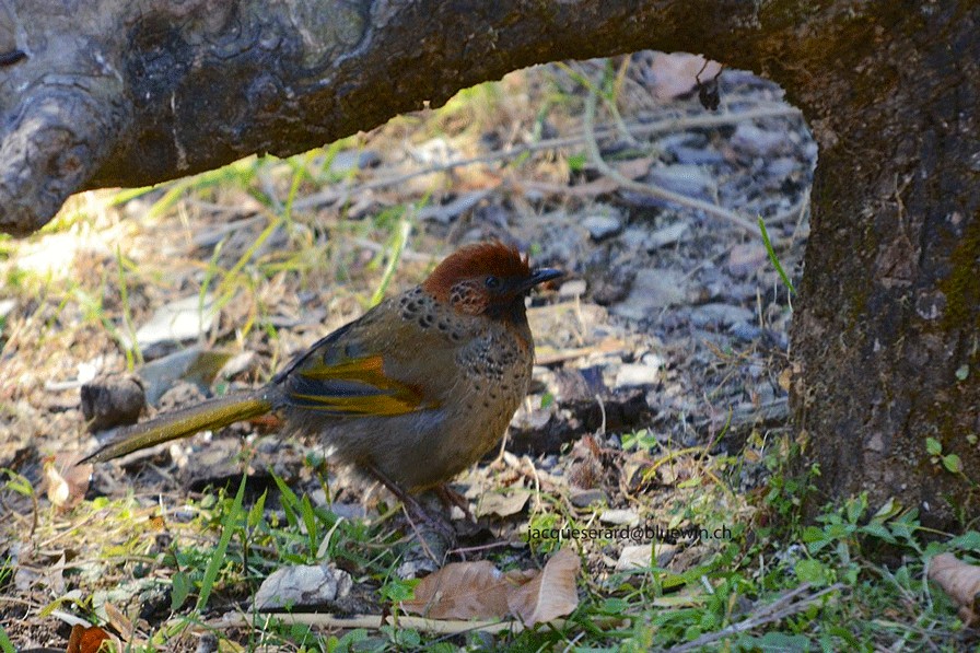 Chestnut-crowned Laughingthrush - Jacques Erard
