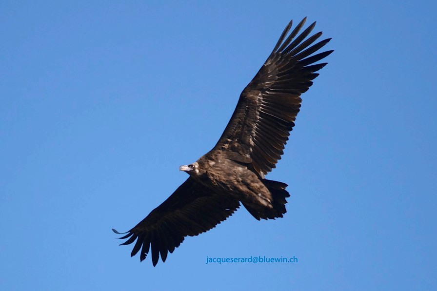 Cinereous Vulture - Jacques Erard