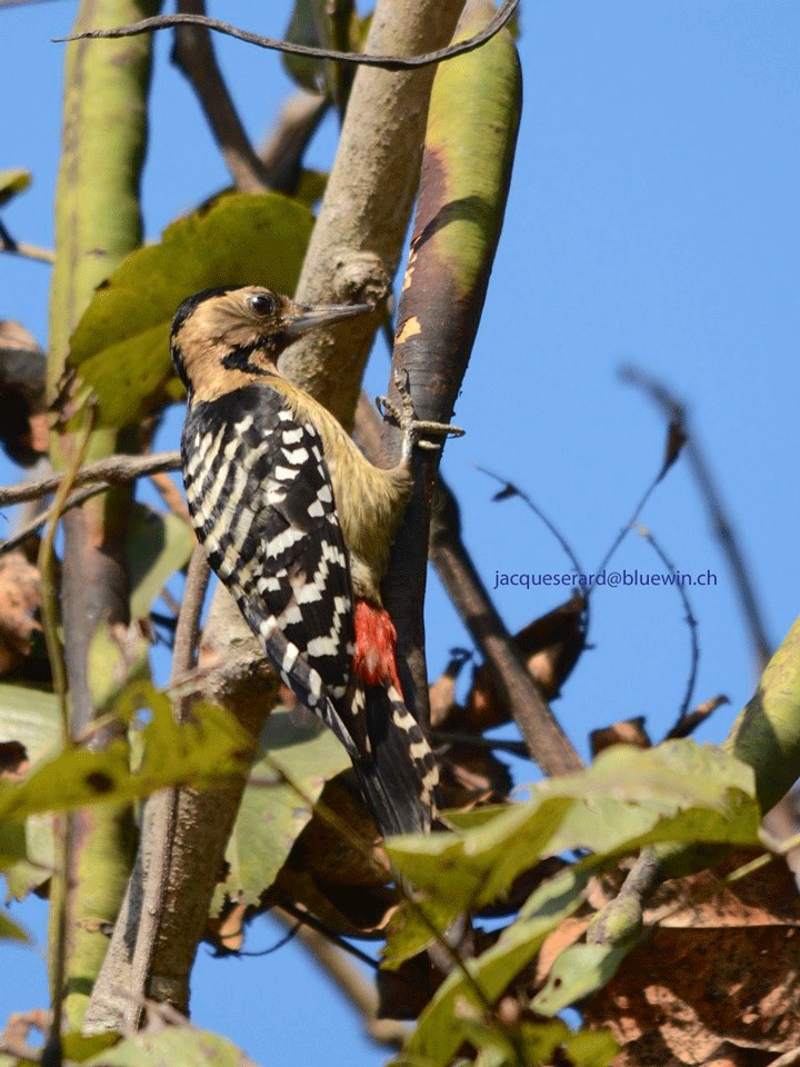 Fulvous-breasted Woodpecker - ML204495651