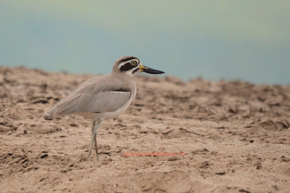 Great Thick-knee - Jacques Erard