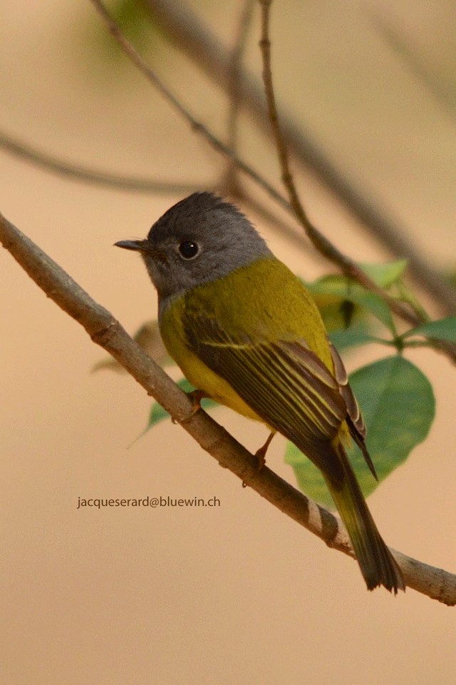 Gray-headed Canary-Flycatcher - Jacques Erard