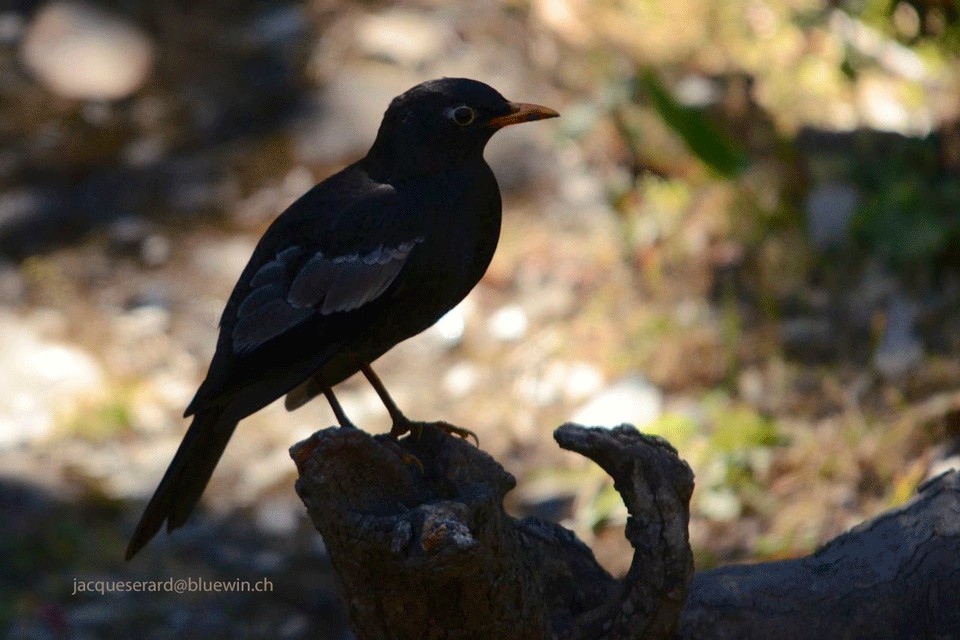 Gray-winged Blackbird - Jacques Erard