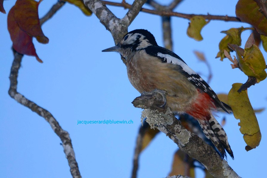 Himalayan Woodpecker - Jacques Erard