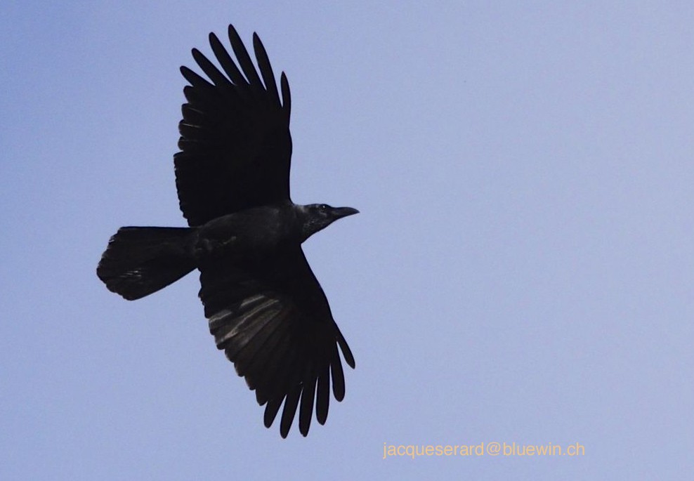 Large-billed Crow - Jacques Erard