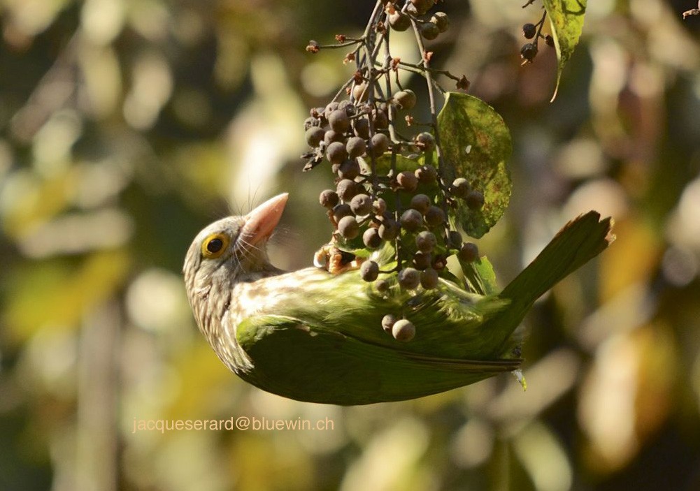 Lineated Barbet - ML204495931