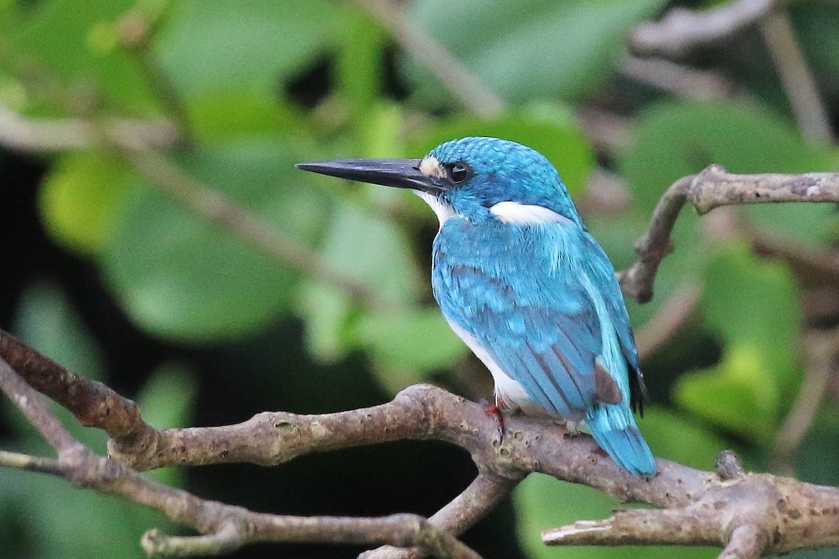 Small Blue Kingfisher - Bent Rønsholdt