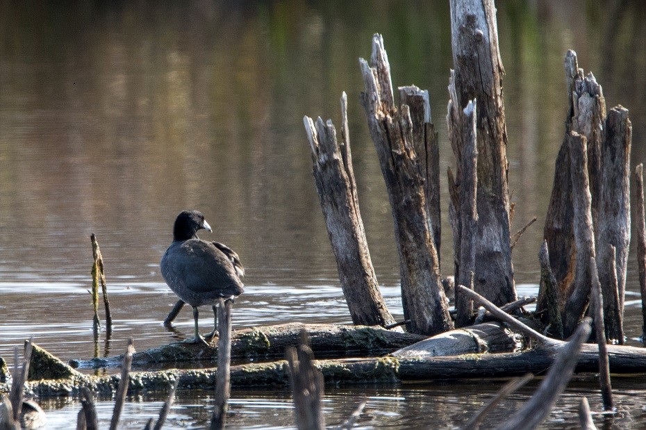 American Coot (Red-shielded) - ML20449601