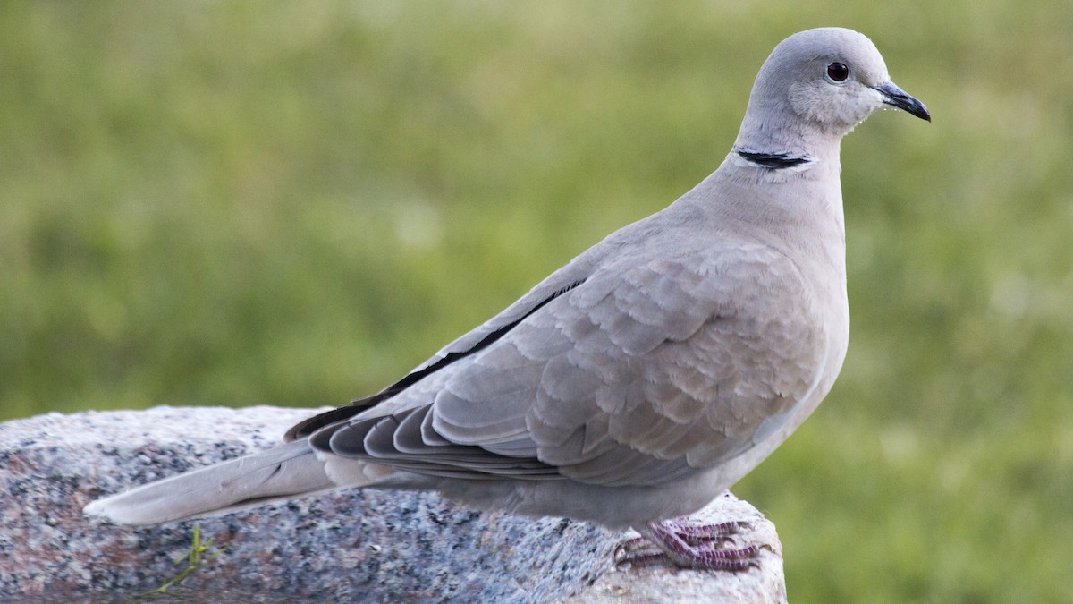 Eurasian Collared-Dove - Bent Rønsholdt