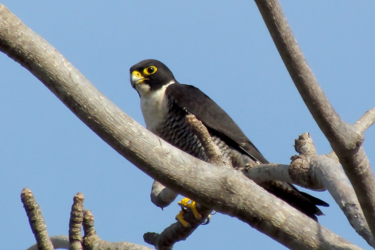 Peregrine Falcon (Indo-Pacific) - Bent Rønsholdt