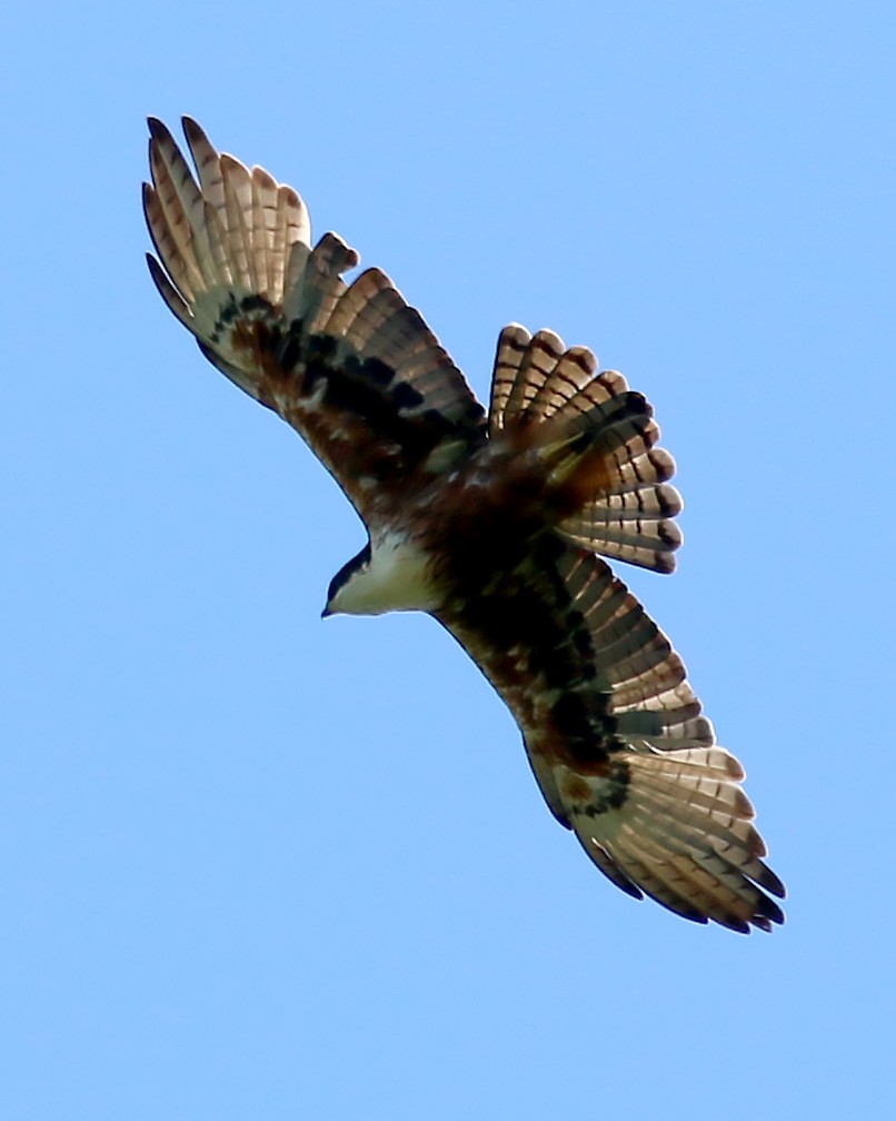 Rufous-bellied Eagle - Bent Rønsholdt