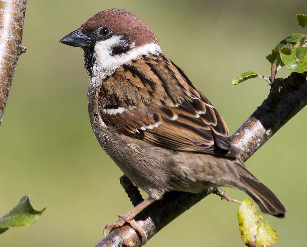 Eurasian Tree Sparrow - Bent Rønsholdt