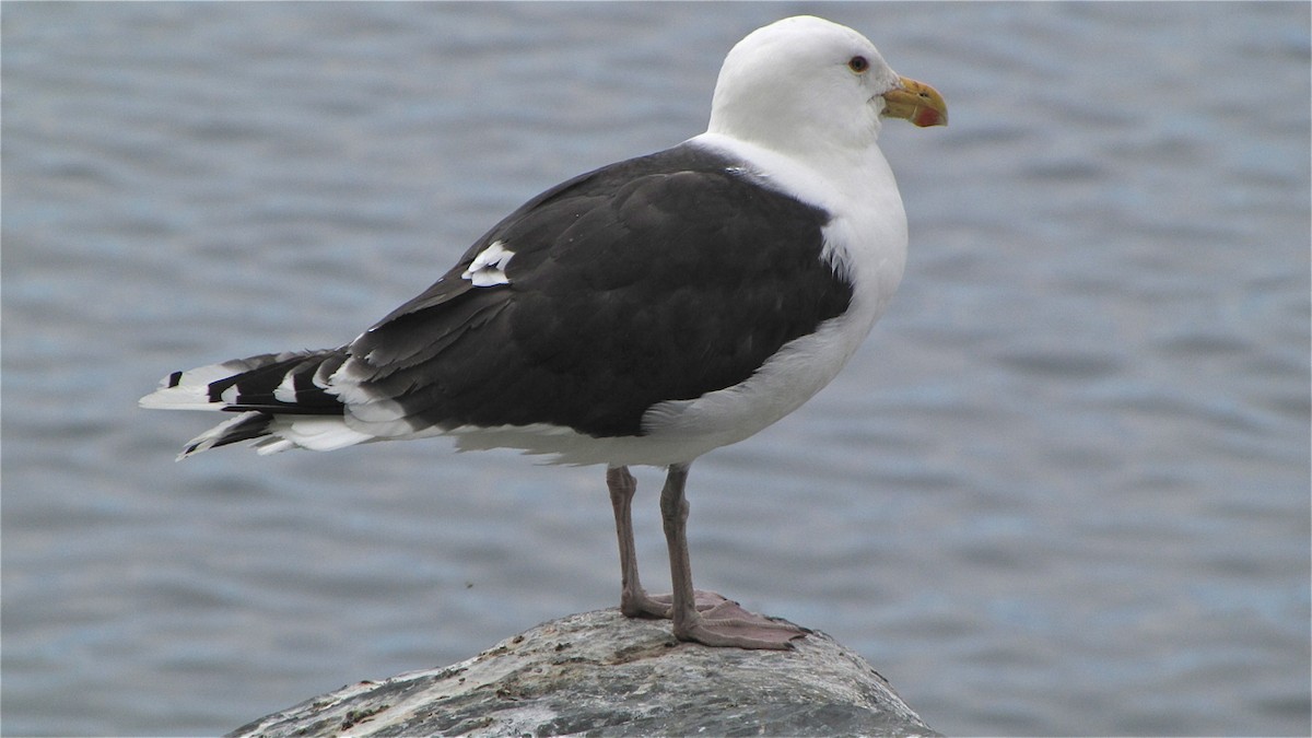 Great Black-backed Gull - Erkki Lehtovirta