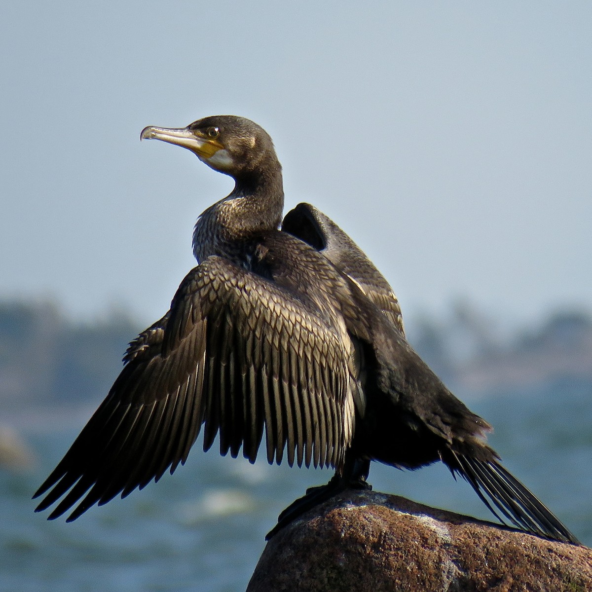 Great Cormorant - Erkki Lehtovirta