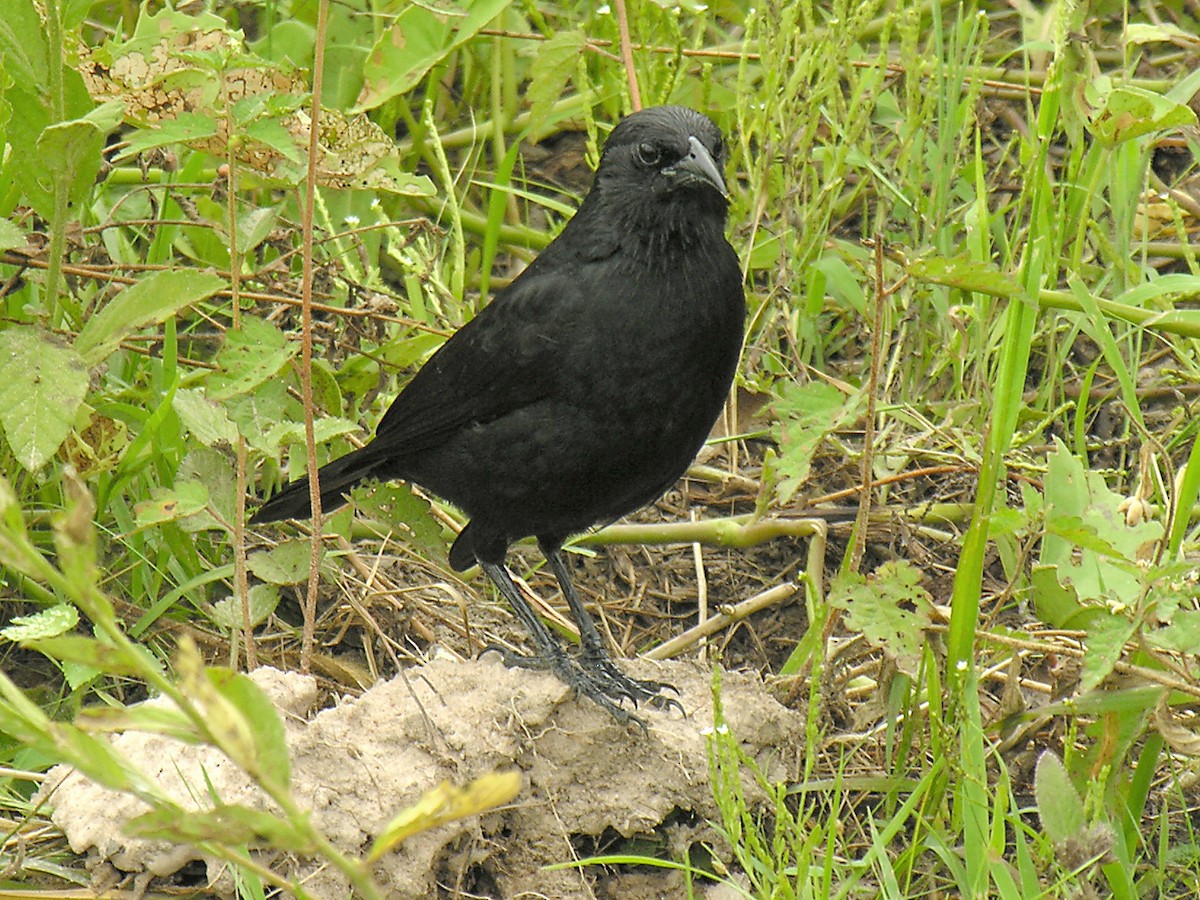 Unicolored Blackbird - Erkki Lehtovirta