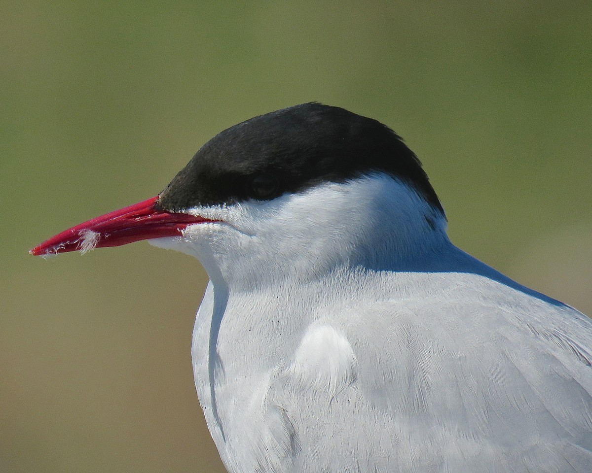 Arctic Tern - Erkki Lehtovirta