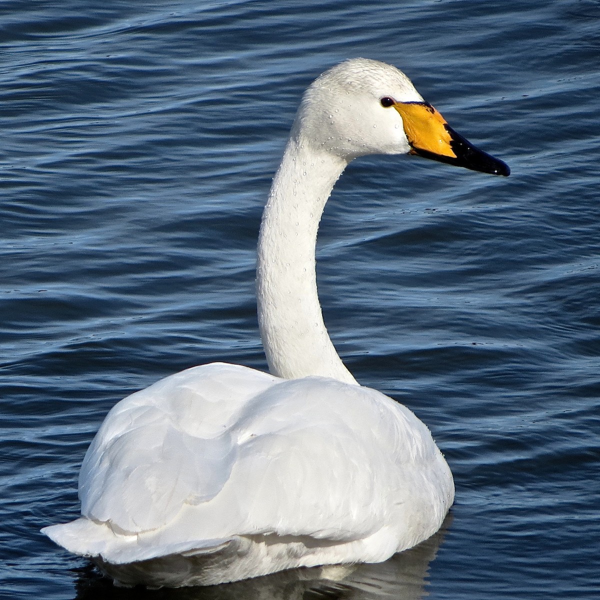 Whooper Swan - Erkki Lehtovirta