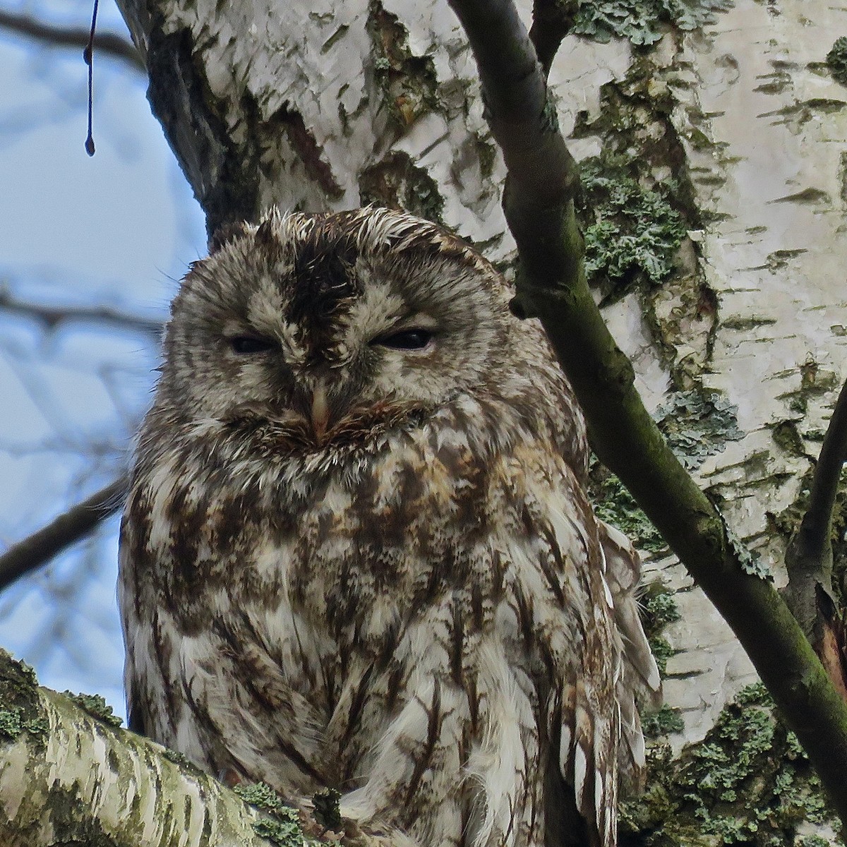 Tawny Owl - Erkki Lehtovirta
