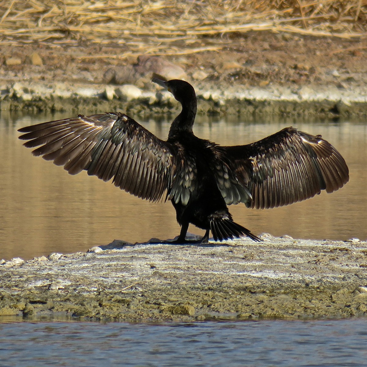 Great Cormorant - Erkki Lehtovirta