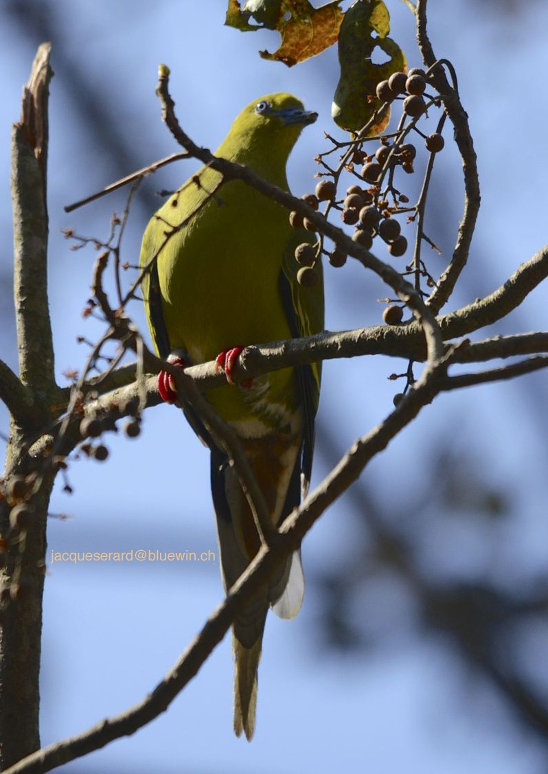 Pin-tailed Green-Pigeon - Jacques Erard
