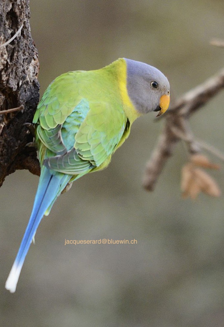 Plum-headed Parakeet - Jacques Erard