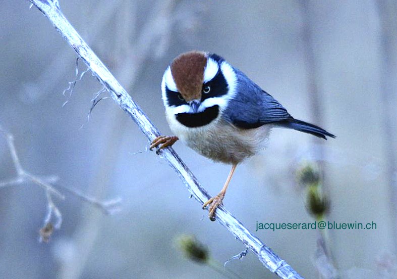 Black-throated Tit (Red-headed) - Jacques Erard