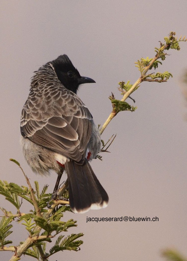 Red-vented Bulbul - Jacques Erard