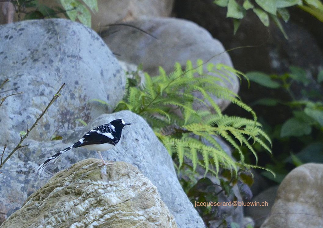 Spotted Forktail - ML204497831