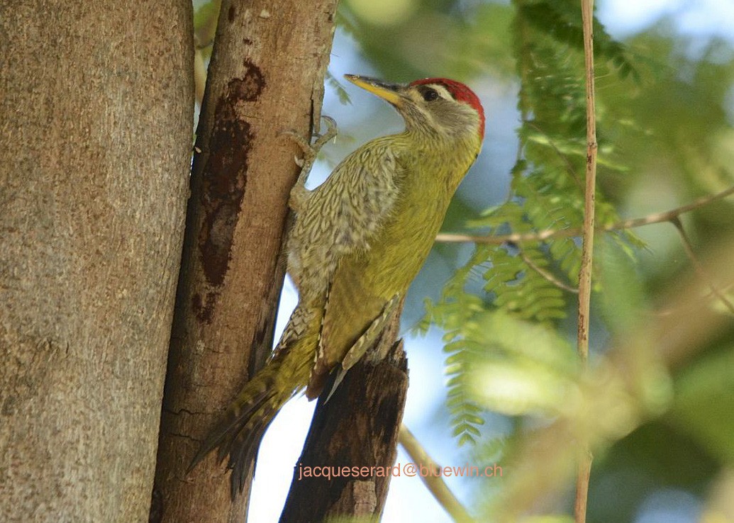 Streak-throated Woodpecker - ML204497871