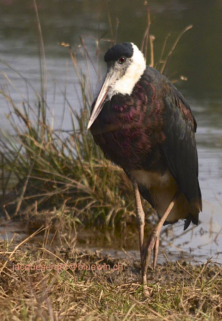 Asian Woolly-necked Stork - Jacques Erard