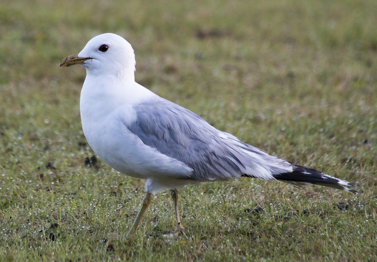 Common Gull (European) - Bent Rønsholdt