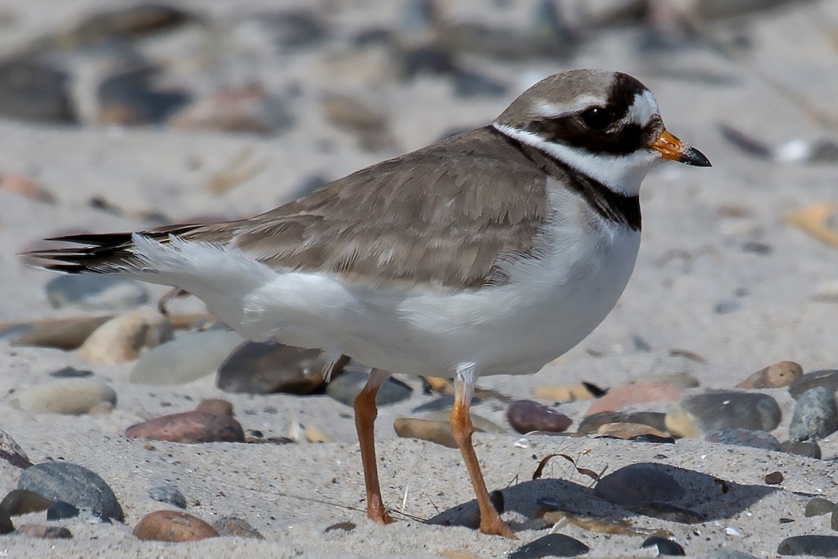 Common Ringed Plover - ML204498291