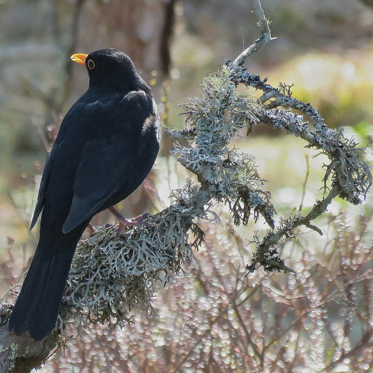 Eurasian Blackbird - Erkki Lehtovirta