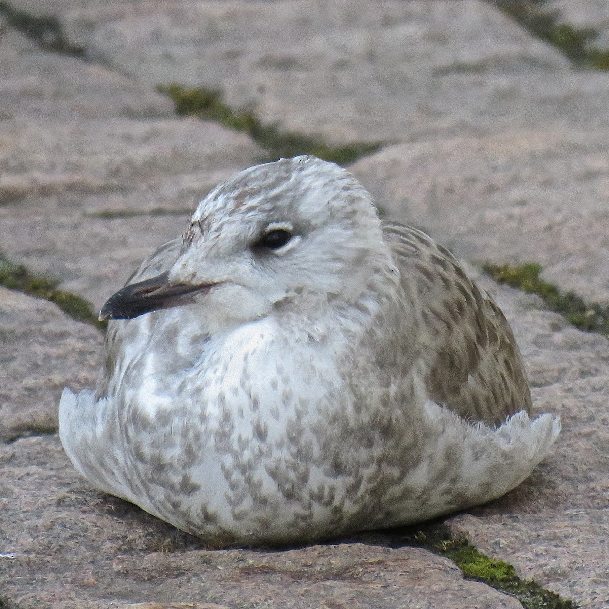 Common Gull (European) - Erkki Lehtovirta
