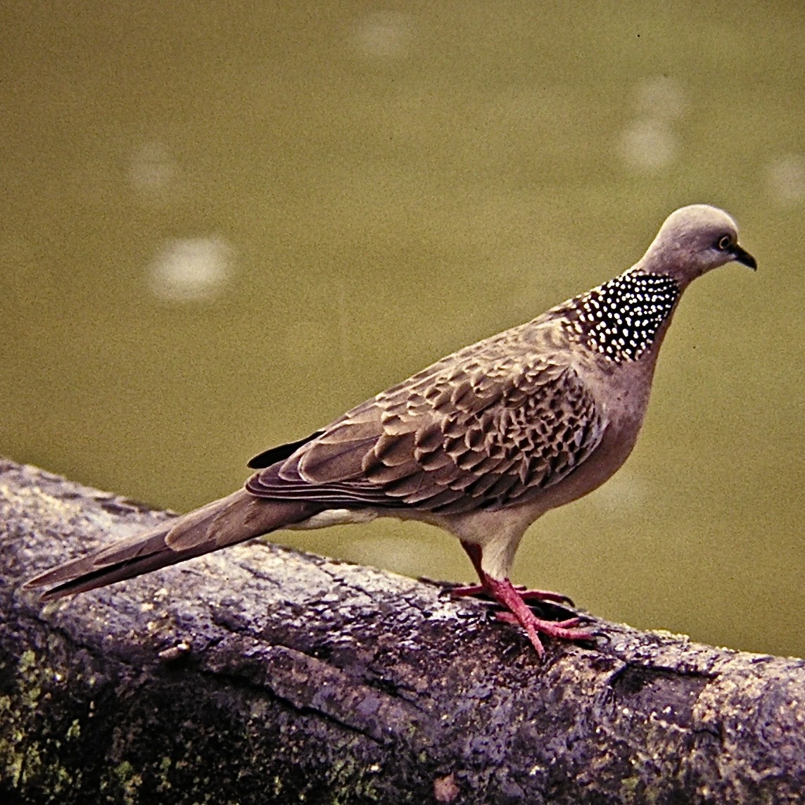 Spotted Dove (Eastern) - Erkki Lehtovirta