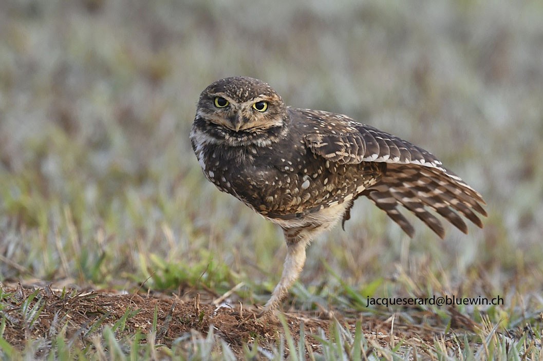 Burrowing Owl - Jacques Erard