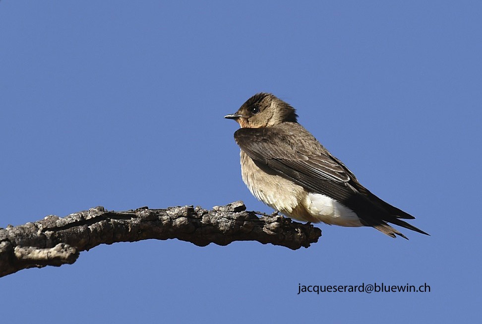 Southern Rough-winged Swallow - Jacques Erard