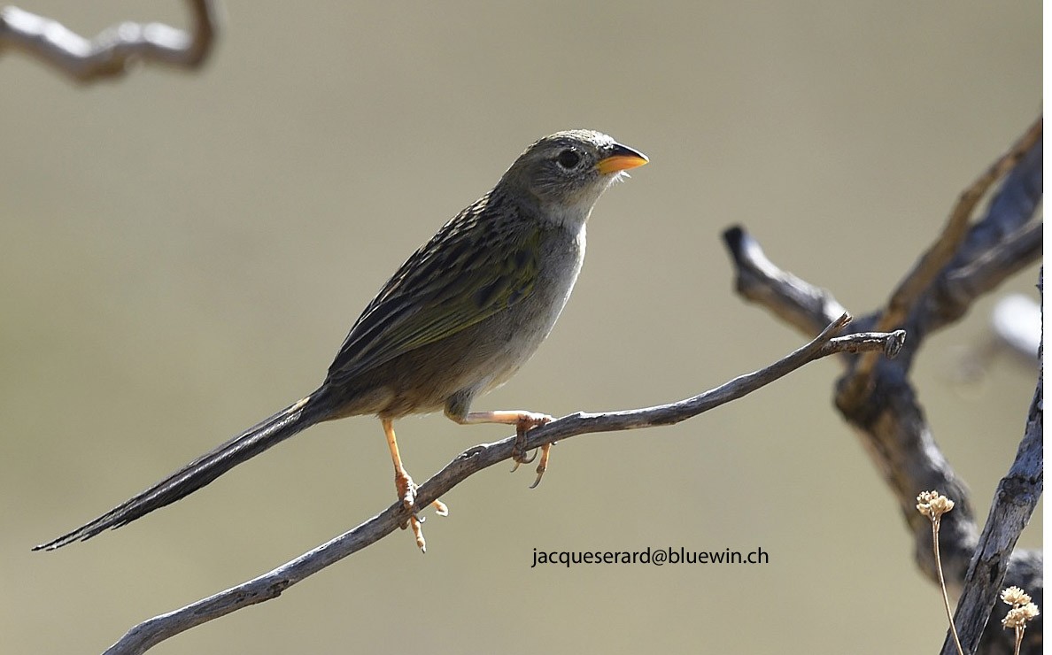 Wedge-tailed Grass-Finch - ML204499701